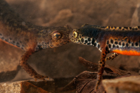 Close up of alpine newt underwater