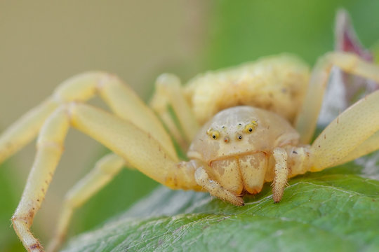 Thomisus onustus, Piedmont, Italy