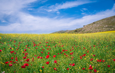 A field of poppies, and other colorful plants at spring, Crete, Greece.