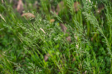 Green Grass Field with Blurred Background 