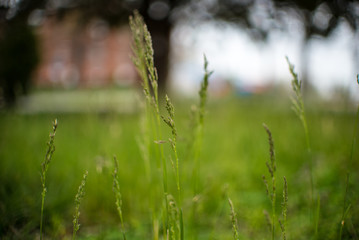 Green Grass Field with Blurred Background 