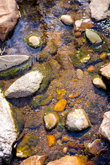 Rocky River in Forest 