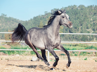 running grey  arabian filly