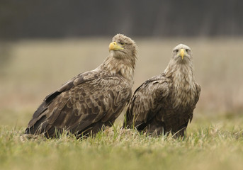 White tailed eagles (Halieetus albicilla)