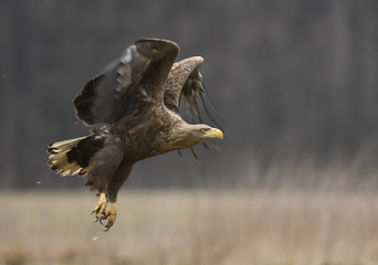 White tailed eagle (Halieetus albicilla)