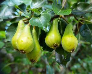 Nahaufnahme von Birnen, die am Baum hängen