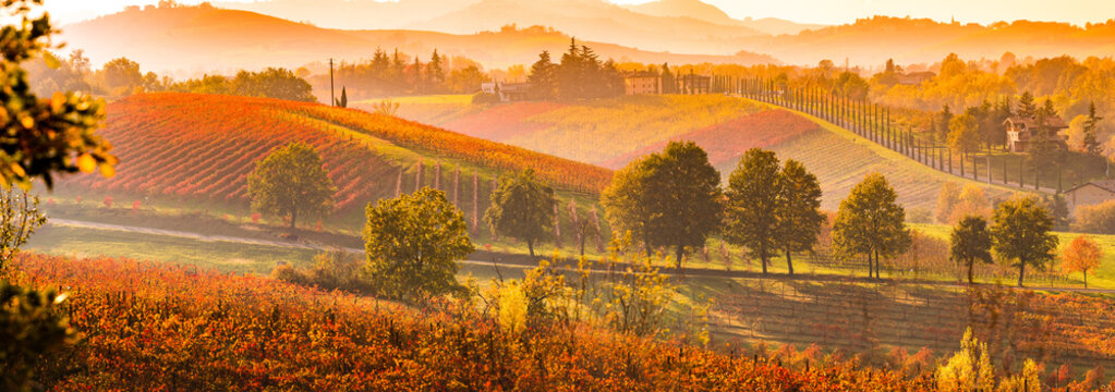 Scenic view of vineyard during autumn