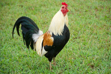Rooster Crowing