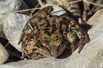 Ranocchio