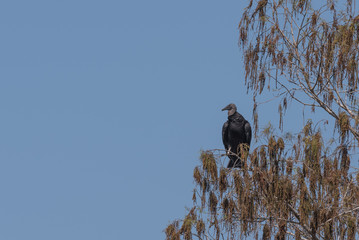 Black Vulture (Coragyps atratus)