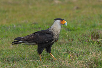 Crested Caracara (Caracara cheriway )
