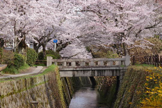 京都　哲学の道の満開の桜