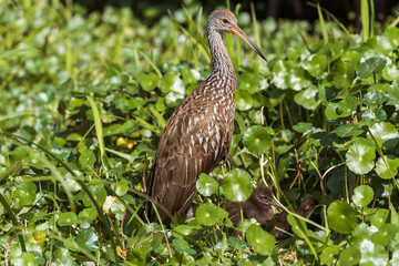 Limpkin (Aramus guarauna) with chicks