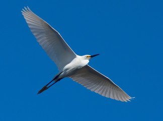 Egret, Shorebirds, JN Ding Darling National Wildlife Refuge