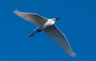 Egret, Shorebirds, JN Ding Darling National Wildlife Refuge
