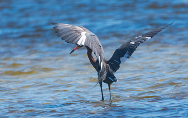 Reddish Egret