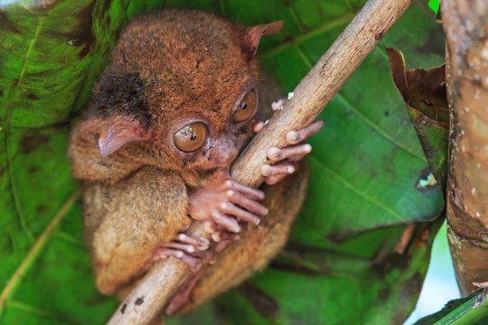 Tarsier in Cebu, Philippines- Tarsius Syrichta
