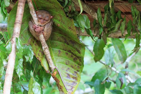 Tarsier in Cebu, Philippines- Tarsius Syrichta