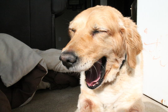 dog life