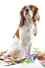 Dog.