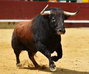 bull