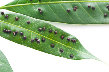 Close up diseased green mango leaf from bug or virus in garden, Plant disease and Aphids