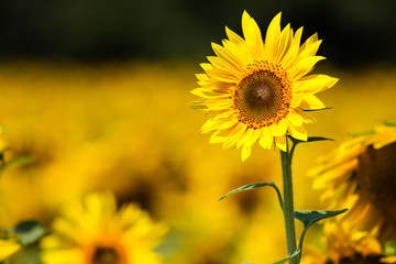 Fototapeta premium sunflower with field behind