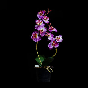 artificial orchid flower