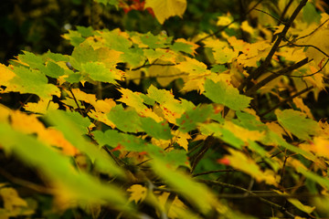 green and yellow leaves
