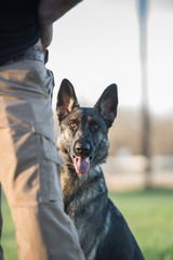 German Shepherd dog standing behind a person's leg