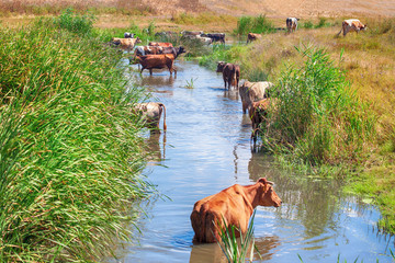 cows in water