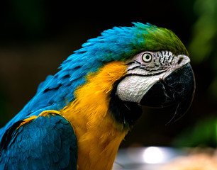 Profile Head Photo Blue Gold Macaw