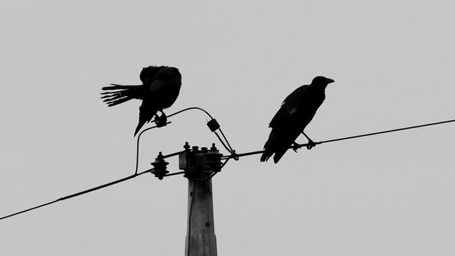 カラス撃退（モノクロ）