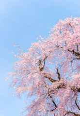 桜、日本の春の眺め。