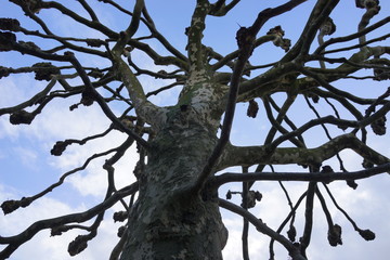 見上げる空　木々　森