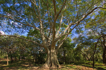 Baum im historischen Zentrum von Polonnaruwa
