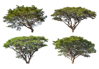 Big Tree isolated on a white background, Can be used a tree for part assembly to your designs or...