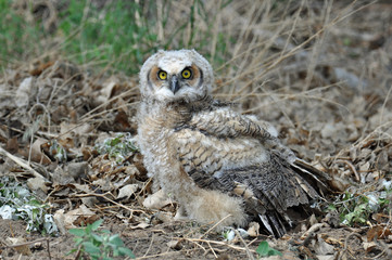 Young Great Horned Owl