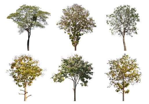 Fototapeta Collection of Tree isolated on a white background, Can be used a tree for part assembly to your designs or images.