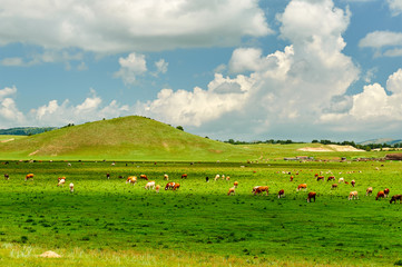 The cattle and flock of sheep on the grassland.