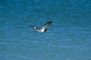 Oyster Catchers
