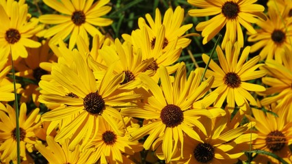 Up close of bright yellow summer flowers