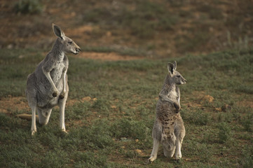 Kangaroos
