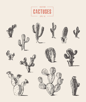 Set Cactus Hand Drawn Vector Illustration Sketch