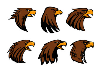 Sport team eagle or hawk bird head vecor mascot