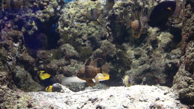 Beautifully decorated Marine Aquarium stock footage video