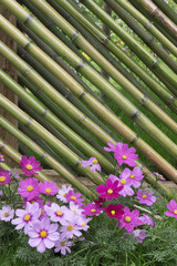 Bamboo fence in flower garden