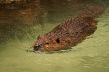 アメリカビーバー