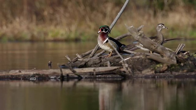 Relaxing Wood Duck