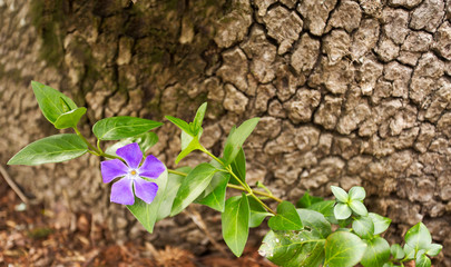 One purple flower on a long stem of green leaves against a brown textured background